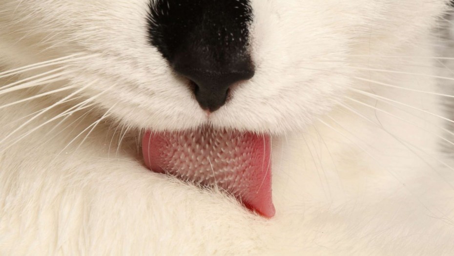 Язык котэ