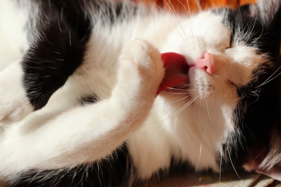 Коричневый язык у кота