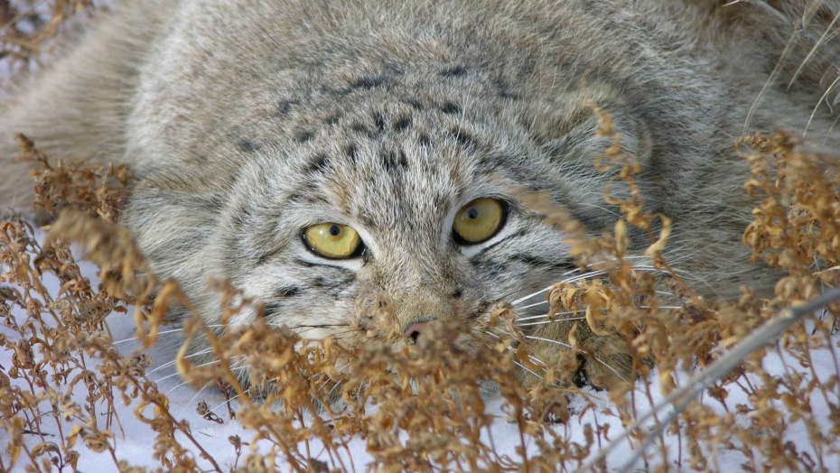 Кот Манул
