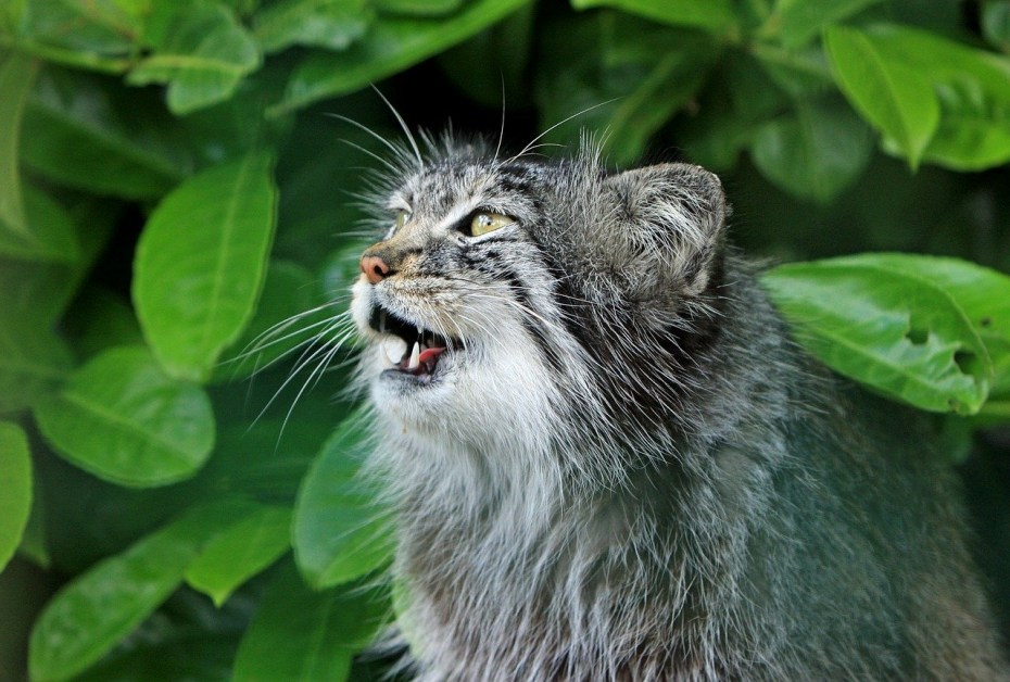 Кот Сибирский Манул