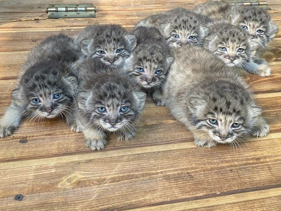 Лесной кот Манул