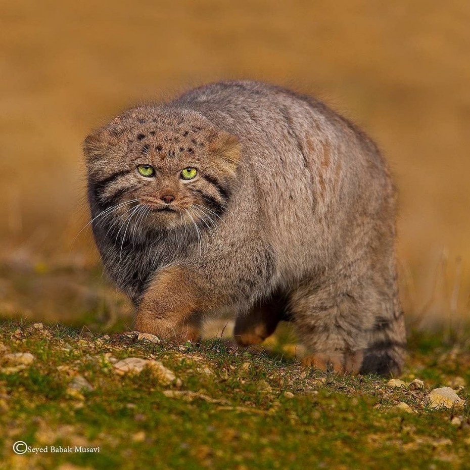 Дикая кошка Манул