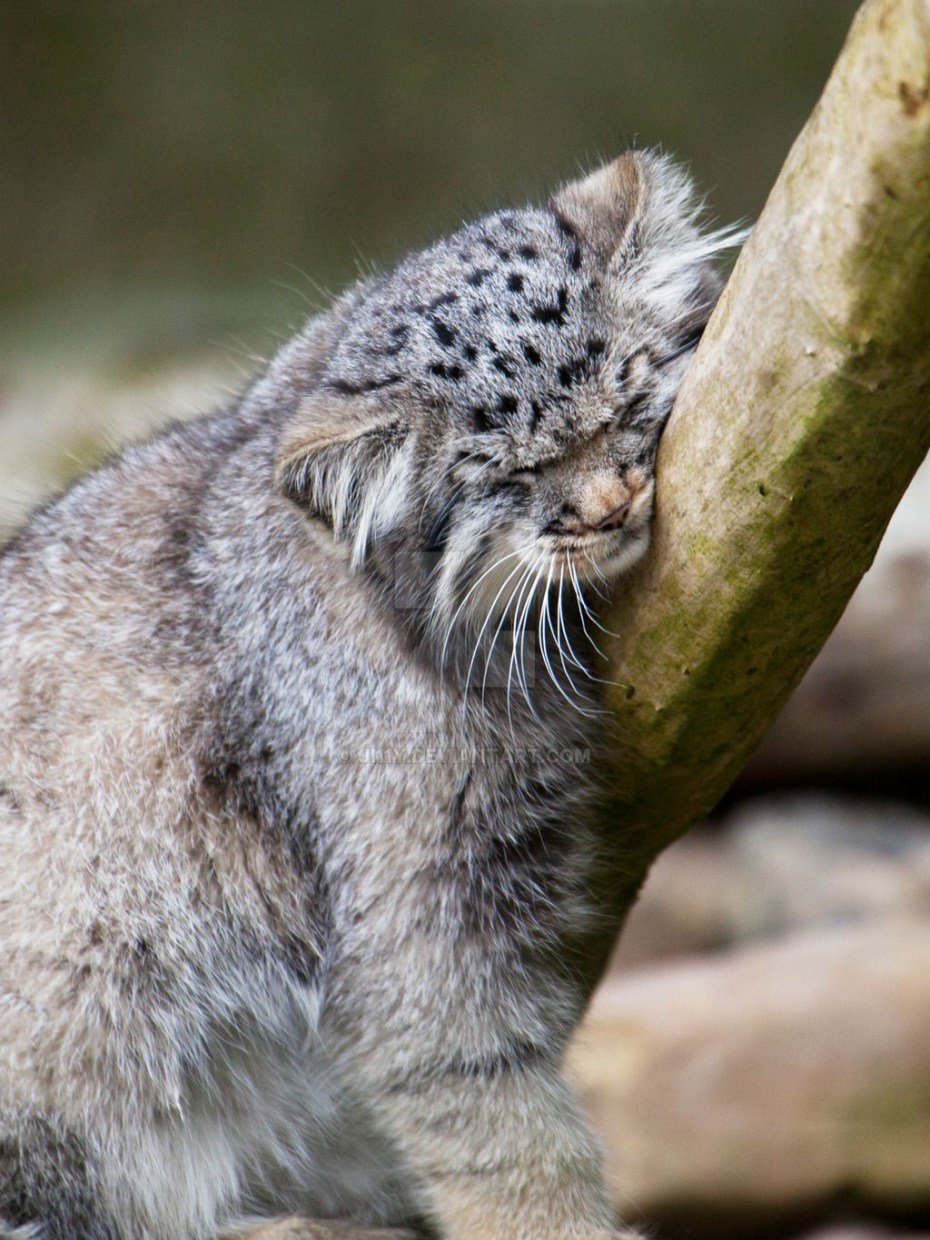 Кот Манул