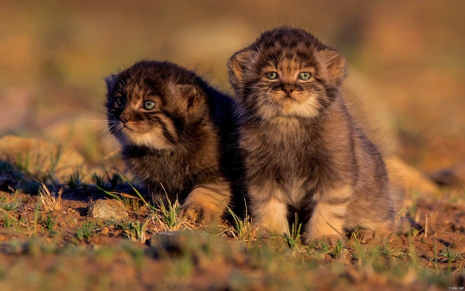 Кот Манул злой