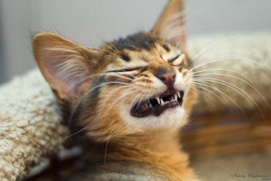 Улыбка кота