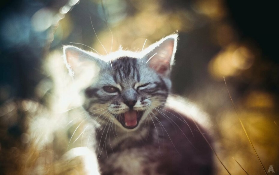 Улыбка кота