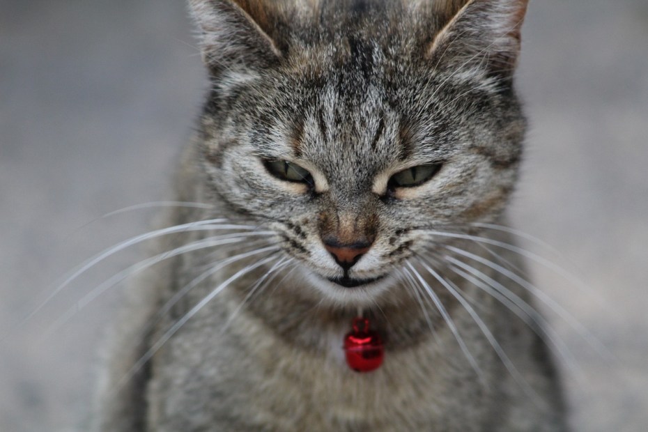 Кошачья ухмылка