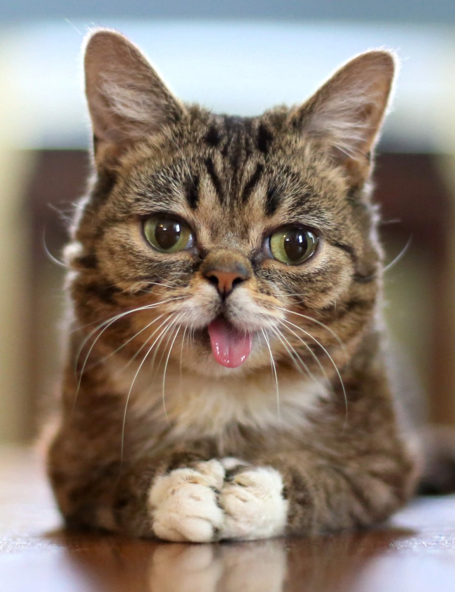 Смешной кот