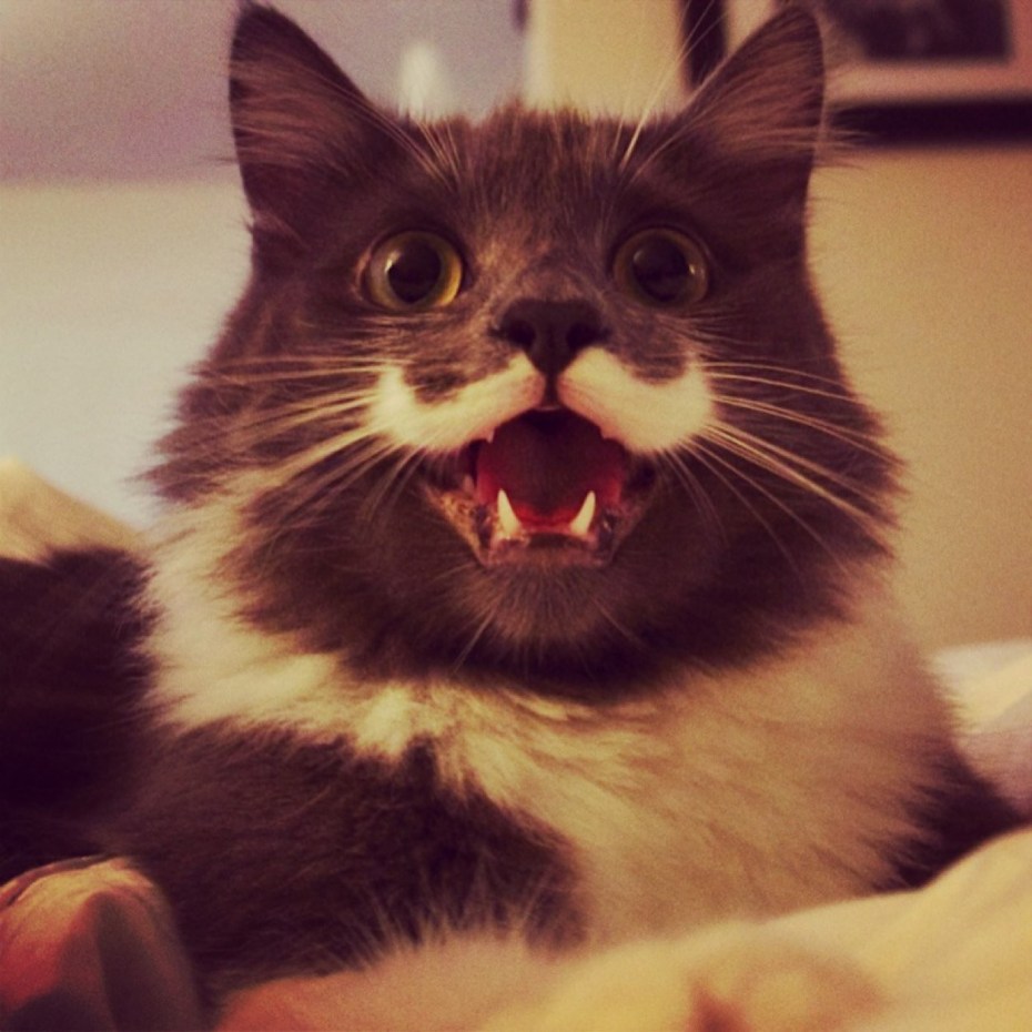 Улыбка кота