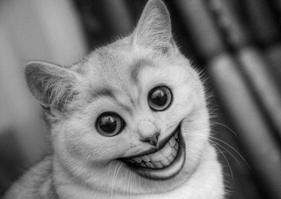 Смешные морды котов