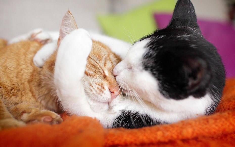 Котики обнимаются