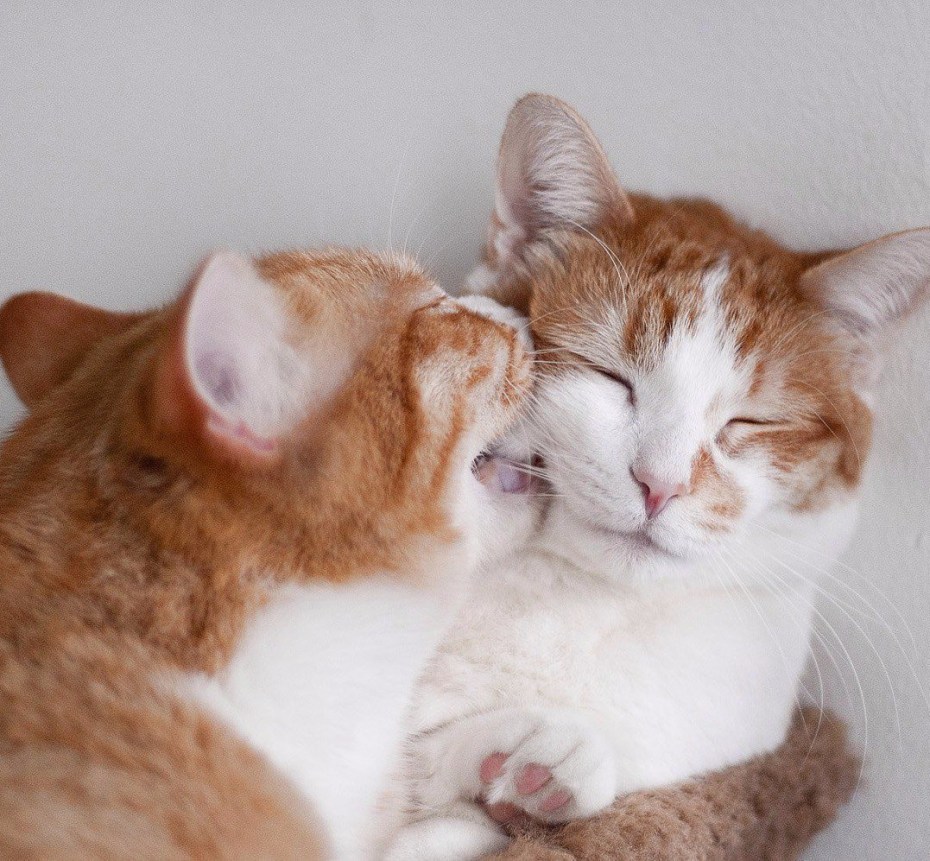 Котики обнимашки
