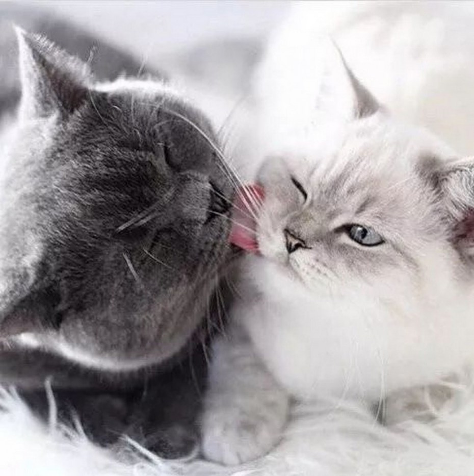 Котенок целует