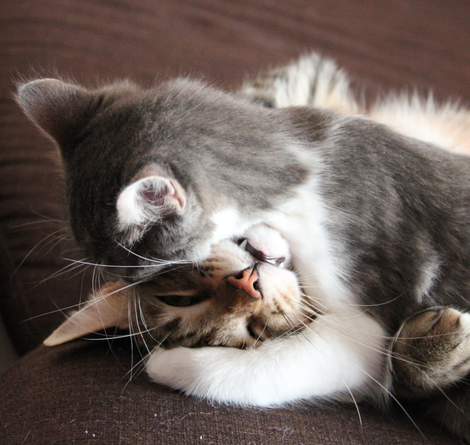Котики кусаются