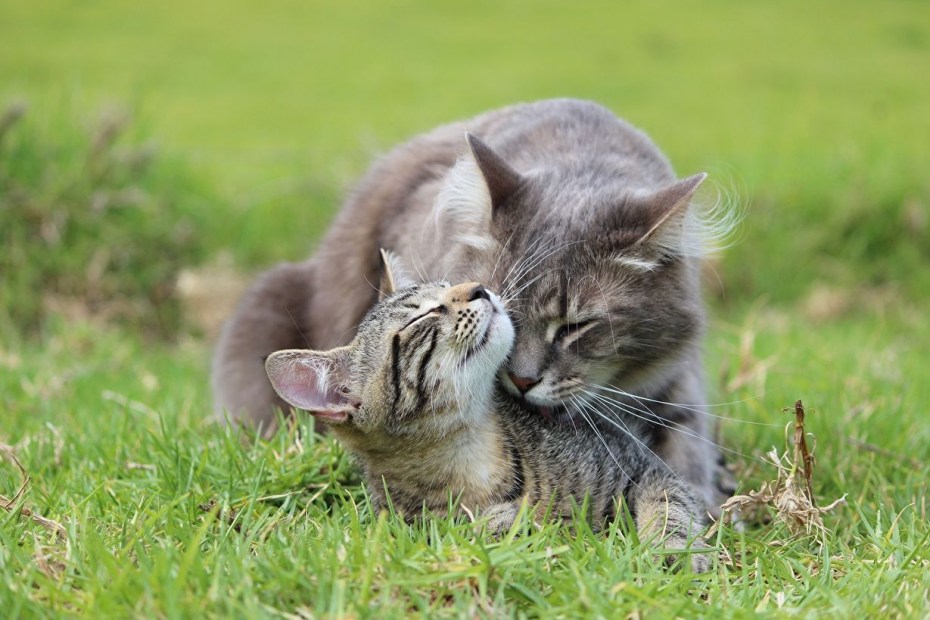 Влюбленные коты