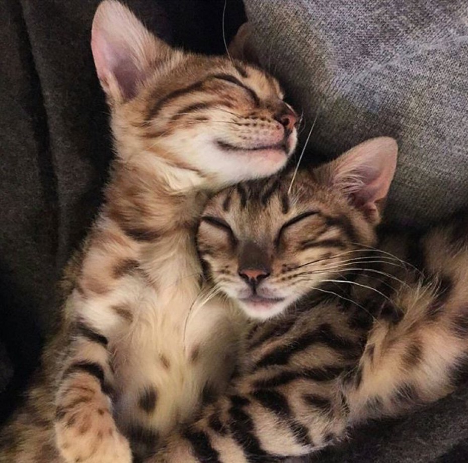 Бенгальские кошки объятия