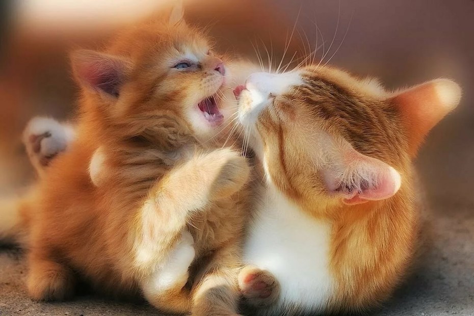 Котятки обнимаются