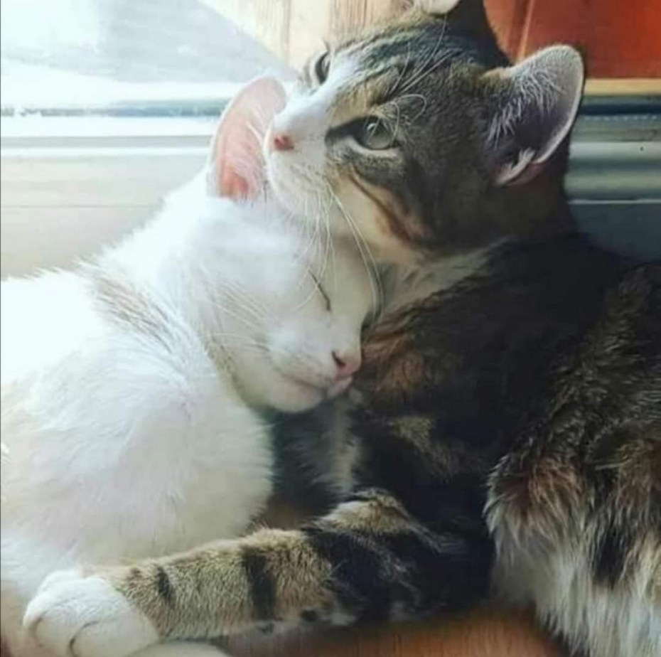 Кошачьи обнимашки