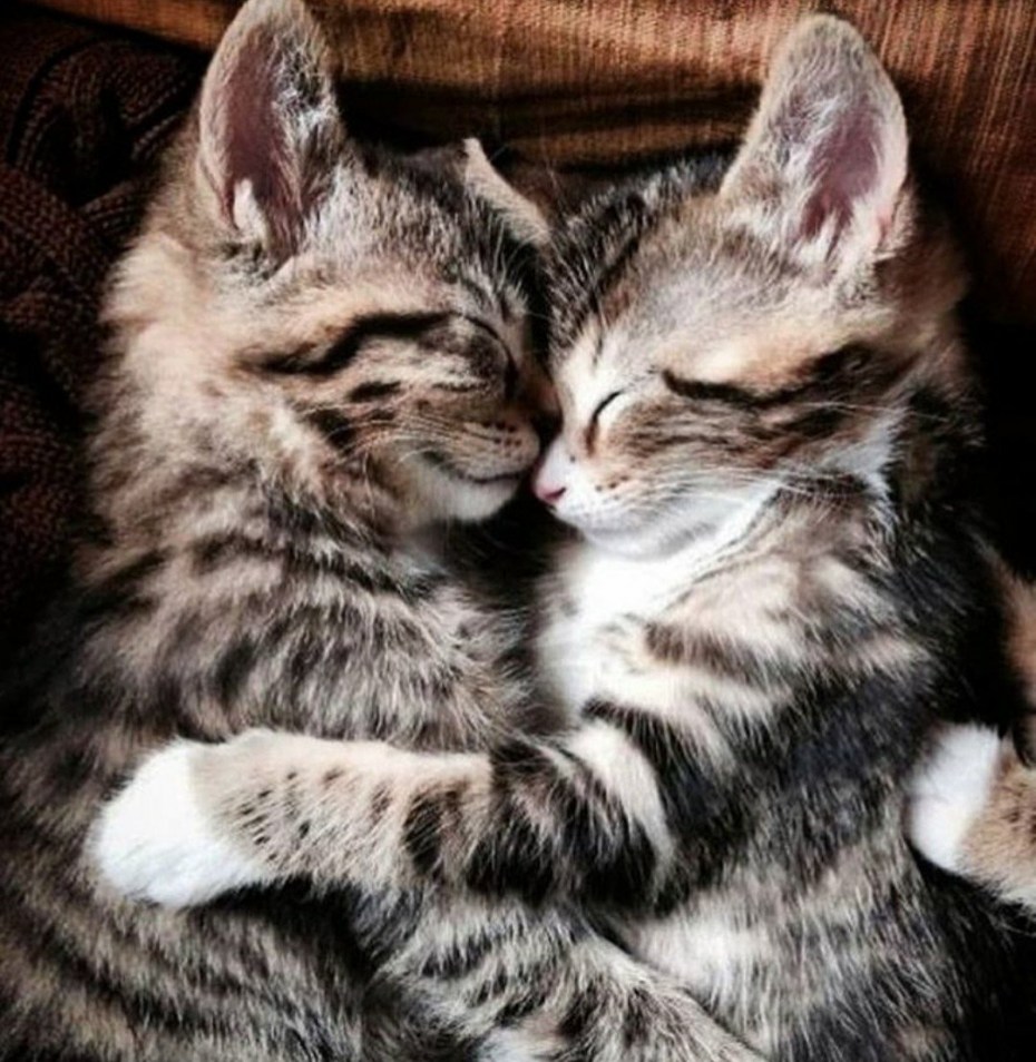 Котики обнимаются