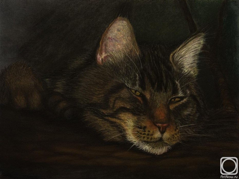 Коты Воители Мейн кун