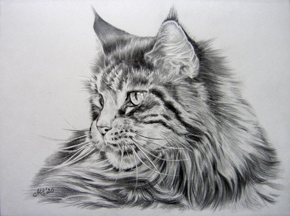 Коты Воители Мейн кун