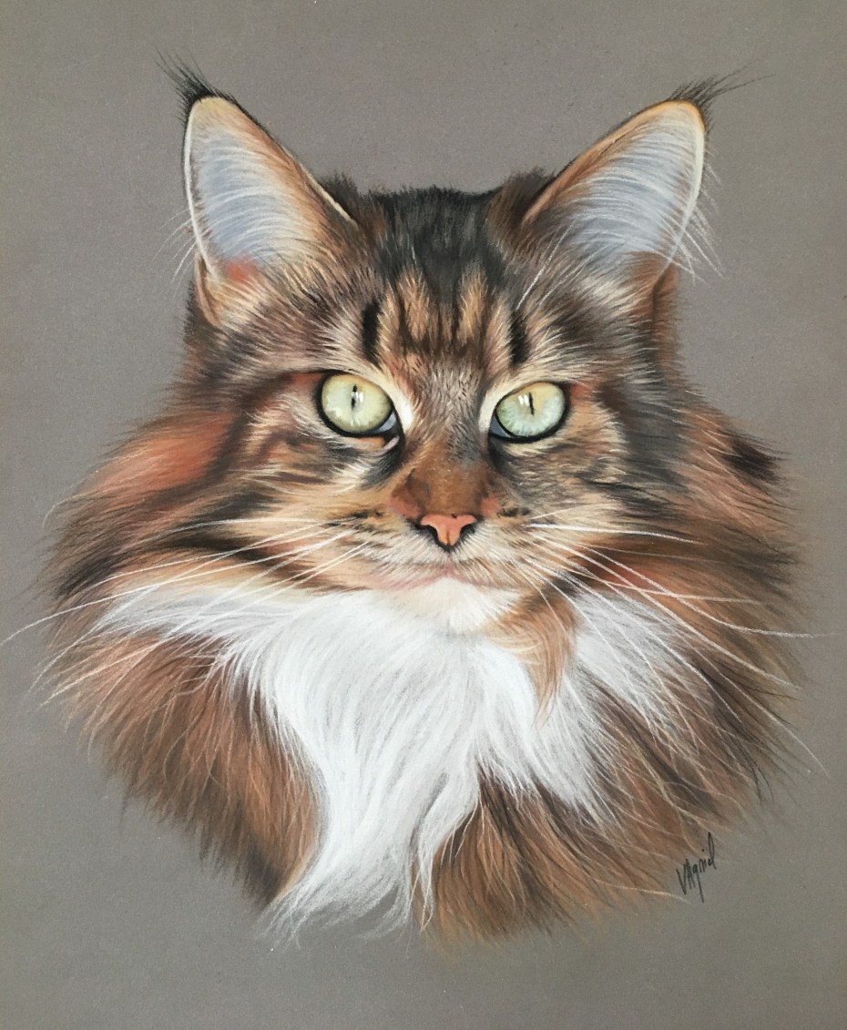 Коты Воители Мейн кун