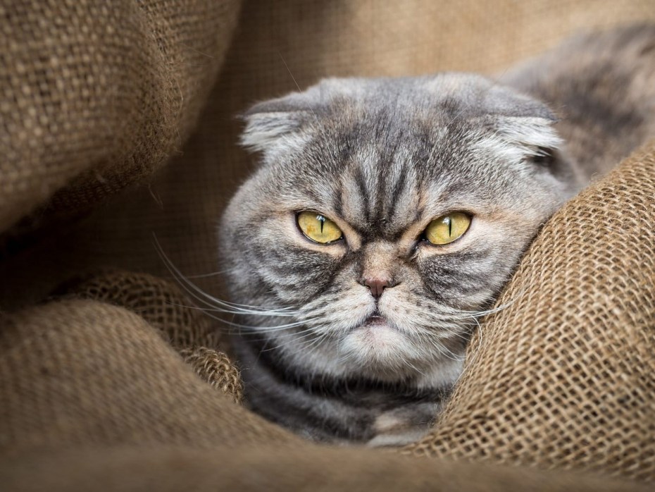 Шотландская вислоухая кошка полосатая серая