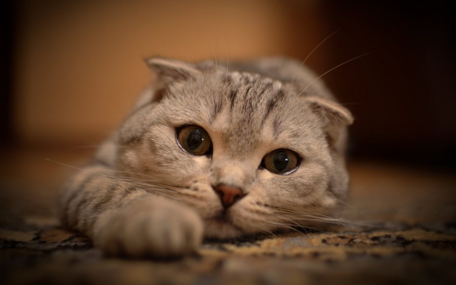 Шотландская вислоухая кошка милая