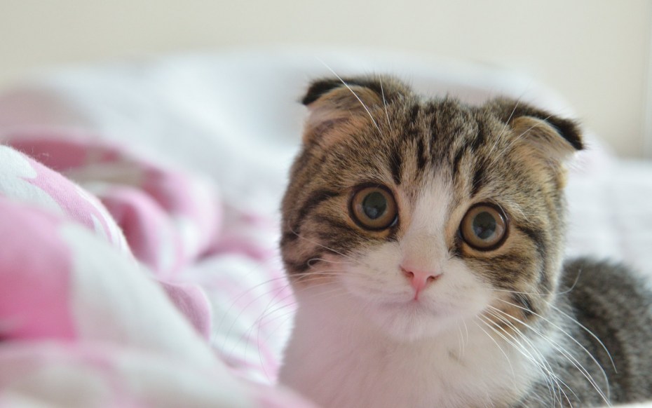 Милый кот