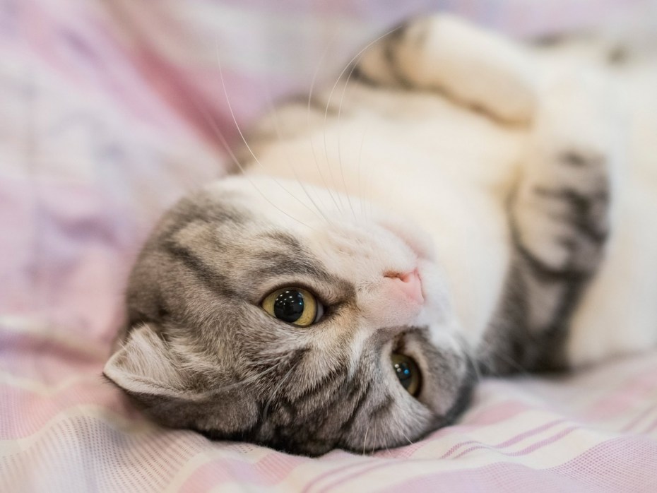 Шотландская вислоухая кошка голубоглазая