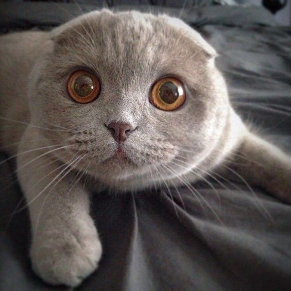 Милые Шотландские вислоухие кошки