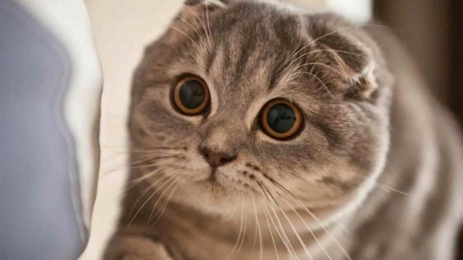 Кот британец вислоухий серый