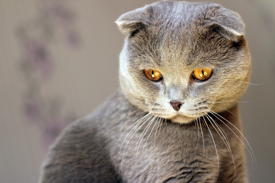 Шотландская вислоухая кошка 4к