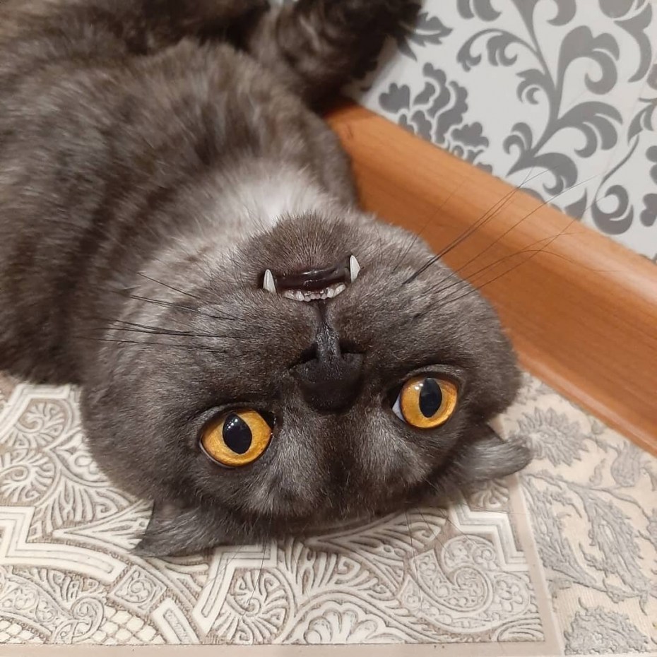 Глаза шотландских кошек