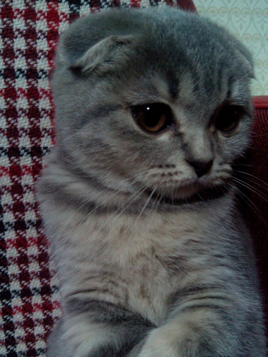 Коты Шотландские вислоухие скоттиш фолд