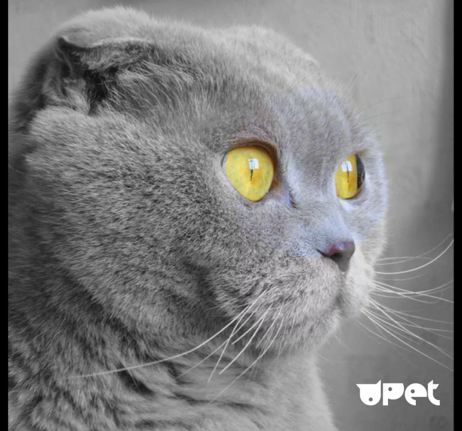 Шотландский кот вислоухий кареглазые