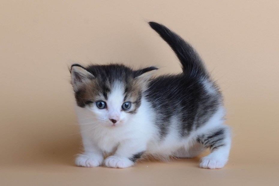 Манчкин кот котенок