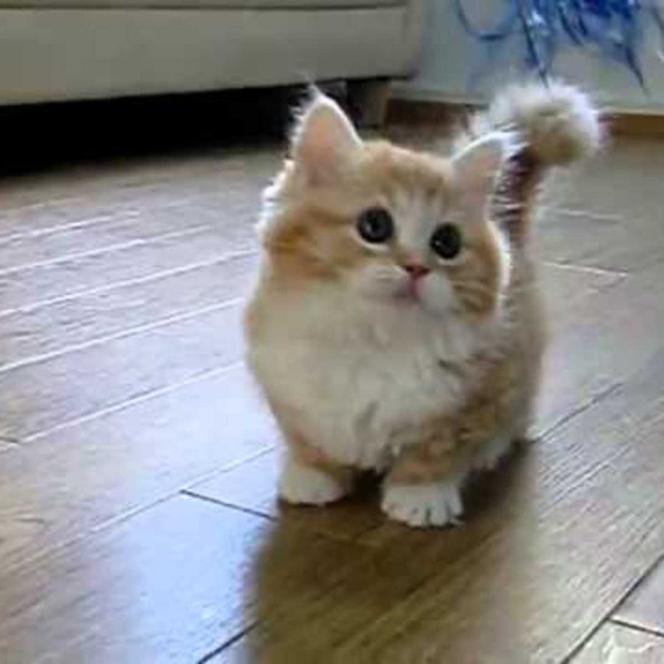 Милые котики с короткими лапками