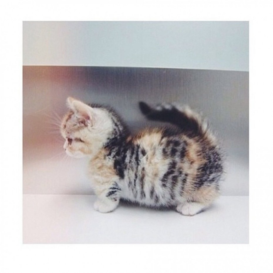 Манчкин длинношёрстный кошка