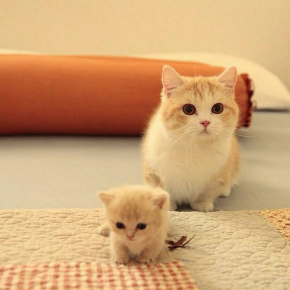 Манчкин котята