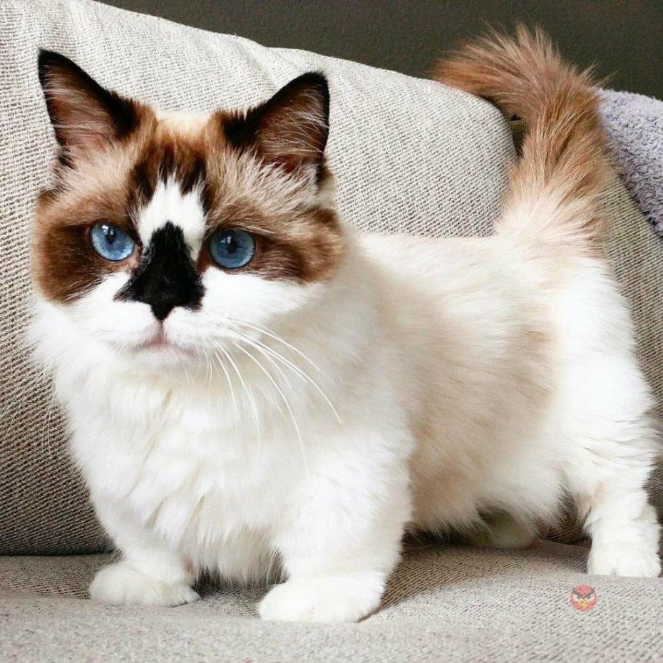 Манчкин кот