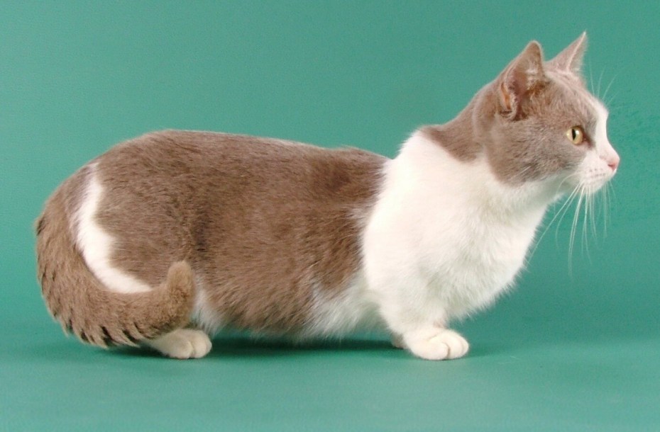 Манчкин кот рыжий