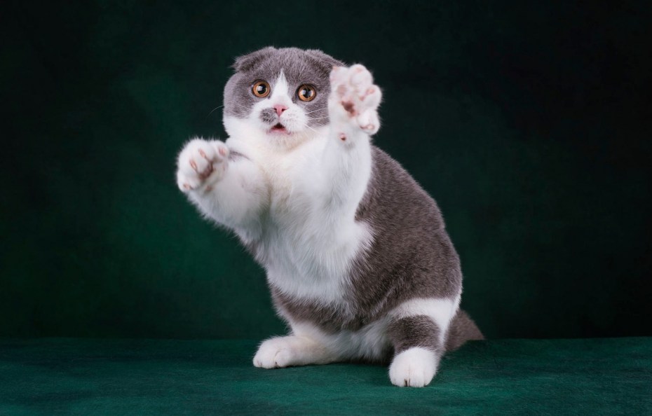 Коротколапые котята Манчкин