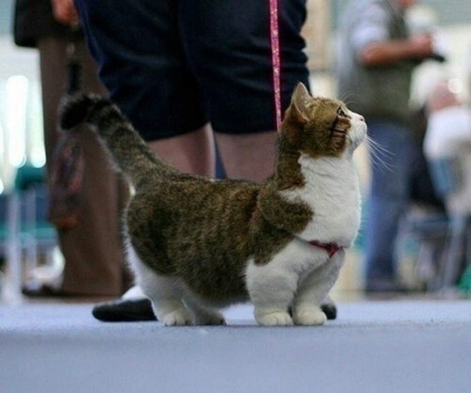 Манчкин кот