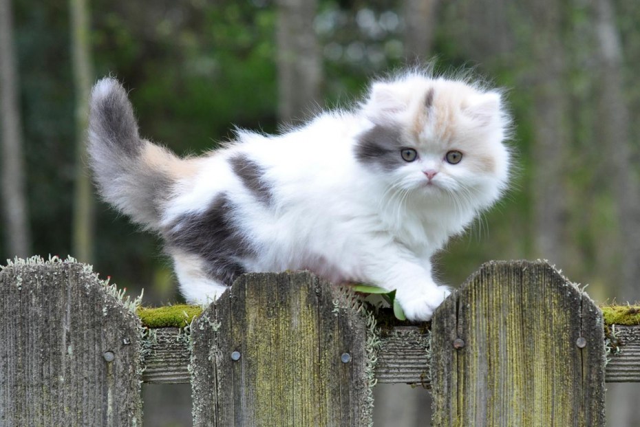 Котята породы Манчкин