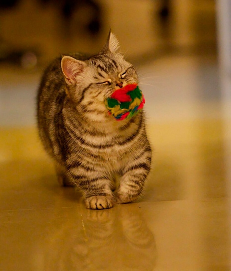 Манчкин кот полосатый