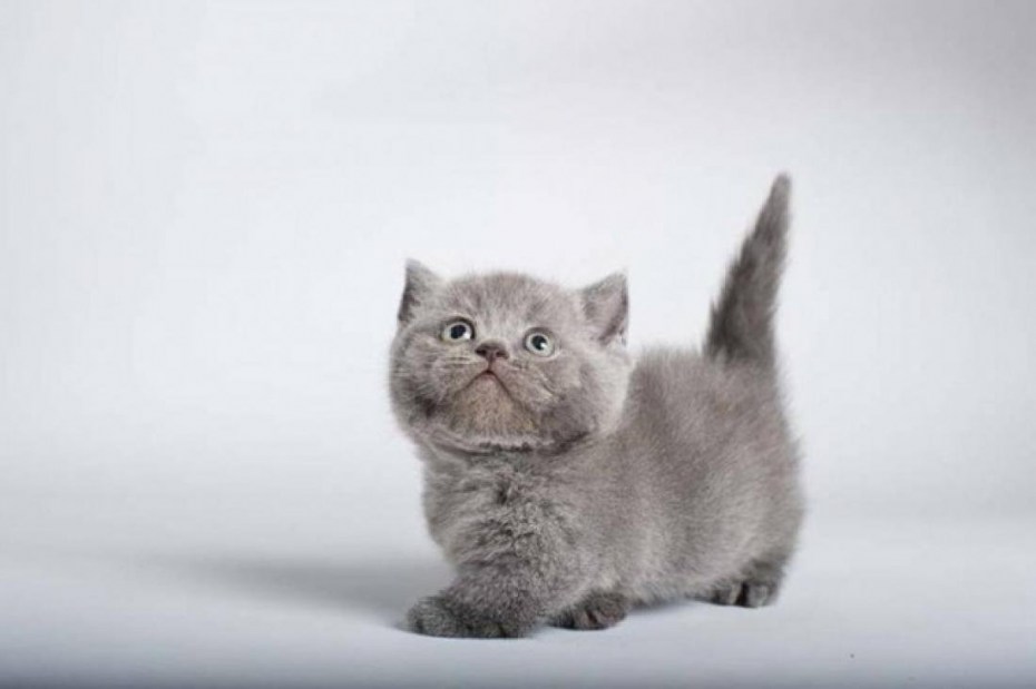 Кот Манчкин британец