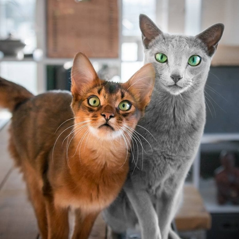 Абиссинская кошка