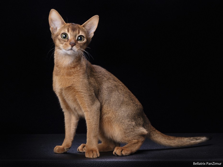 Абиссинская кошка рыжая