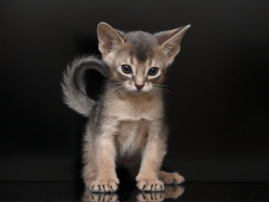 Абиссинская кошка